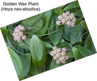 Golden Wax Plant (Hoya neo-ebudica)