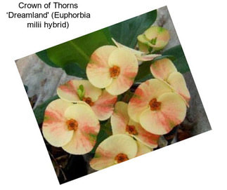 Crown of Thorns ‘Dreamland\' (Euphorbia milii hybrid)