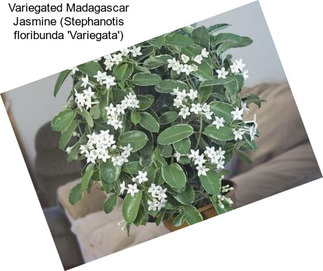 Variegated Madagascar Jasmine (Stephanotis floribunda \'Variegata\')