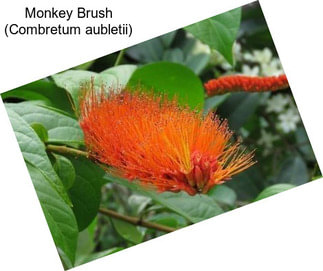 Monkey Brush (Combretum aubletii)