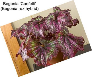 Begonia ‘Confetti\' (Begonia rex hybrid)