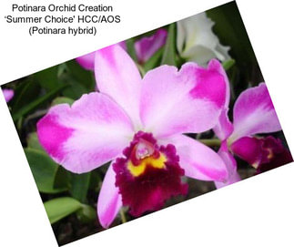Potinara Orchid Creation ‘Summer Choice\' HCC/AOS (Potinara hybrid)