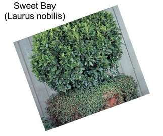 Sweet Bay (Laurus nobilis)