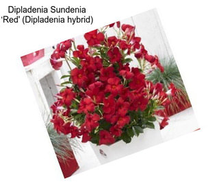 Dipladenia Sundenia ‘Red\' (Dipladenia hybrid)