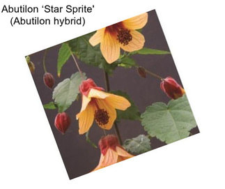 Abutilon ‘Star Sprite\' (Abutilon hybrid)
