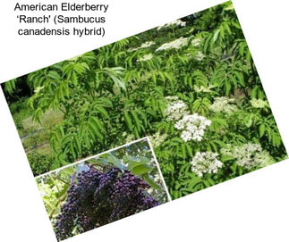 American Elderberry ‘Ranch\' (Sambucus canadensis hybrid)