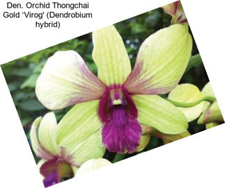 Den. Orchid Thongchai Gold ‘Virog\' (Dendrobium hybrid)