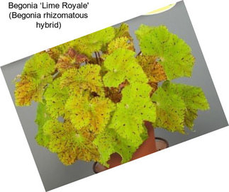 Begonia ‘Lime Royale\' (Begonia rhizomatous hybrid)