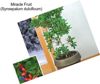 Miracle Fruit (Synsepalum dulcificum)