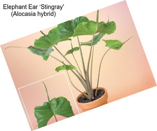 Elephant Ear ‘Stingray\' (Alocasia hybrid)