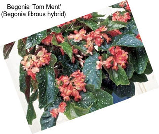 Begonia ‘Tom Ment\' (Begonia fibrous hybrid)