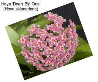 Hoya ‘Dee\'s Big One\' (Hoya skinneriana)