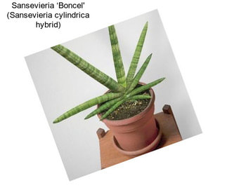 Sansevieria ‘Boncel\' (Sansevieria cylindrica hybrid)