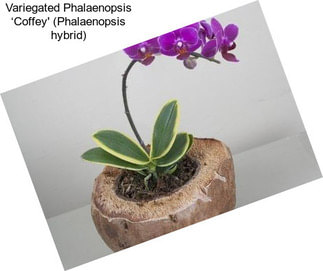 Variegated Phalaenopsis ‘Coffey\' (Phalaenopsis hybrid)