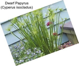 Dwarf Papyrus (Cyperus isocladus)