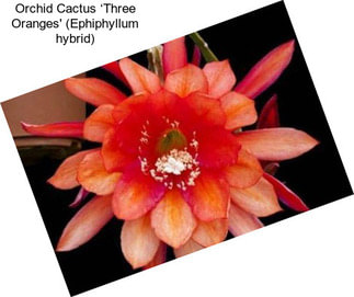 Orchid Cactus ‘Three Oranges\' (Ephiphyllum hybrid)