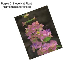 Purple Chinese Hat Plant (Holmskioidia tettensis)