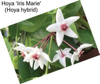 Hoya ‘Iris Marie\' (Hoya hybrid)