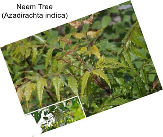 Neem Tree (Azadirachta indica)