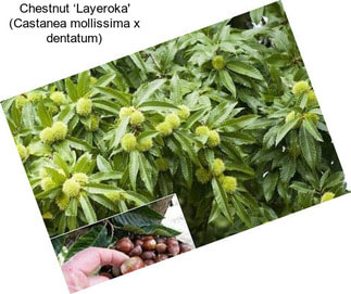 Chestnut ‘Layeroka\' (Castanea mollissima x dentatum)