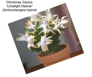 Christmas Cactus ‘Limelight Dancer\' (Schlumbergera hybrid)