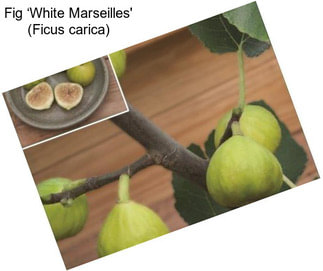 Fig ‘White Marseilles\' (Ficus carica)