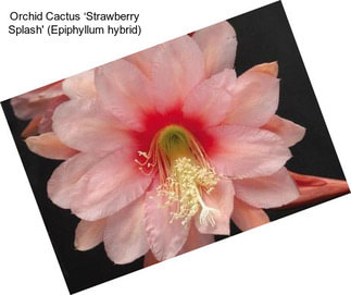 Orchid Cactus ‘Strawberry Splash\' (Epiphyllum hybrid)