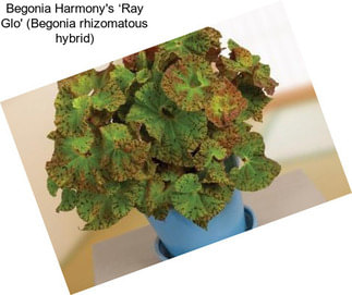 Begonia Harmony\'s ‘Ray Glo\' (Begonia rhizomatous hybrid)
