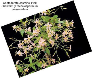 Confederate Jasmine ‘Pink Showers\' (Trachelospermum jasminoides)