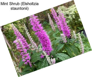 Mint Shrub (Elsholtzia stauntonii)