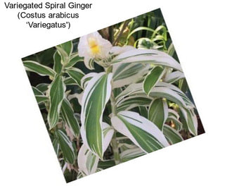 Variegated Spiral Ginger (Costus arabicus ‘Variegatus\')