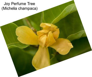 Joy Perfume Tree (Michelia champaca)