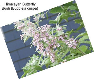Himalayan Butterfly Bush (Buddleia crispa)