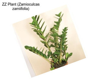 ZZ Plant (Zamioculcas zamiifolia)