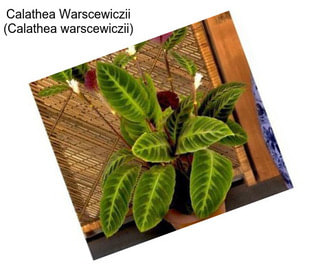 Calathea Warscewiczii (Calathea warscewiczii)