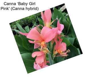 Canna ‘Baby Girl Pink\' (Canna hybrid)