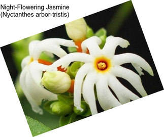 Night-Flowering Jasmine (Nyctanthes arbor-tristis)