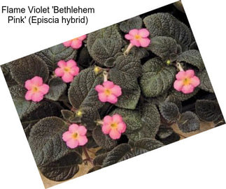 Flame Violet \'Bethlehem Pink\' (Episcia hybrid)