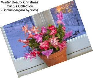 Winter Beauty Christmas Cactus Collection (Schlumbergera hybrids)