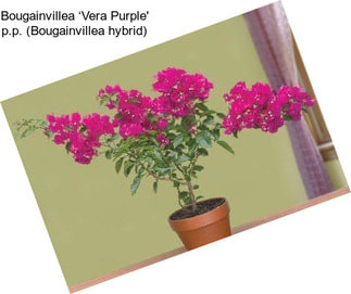 Bougainvillea ‘Vera Purple\' p.p. (Bougainvillea hybrid)