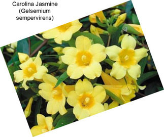 Carolina Jasmine (Gelsemium sempervirens)