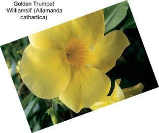 Golden Trumpet ‘Williamsii\' (Allamanda cathartica)