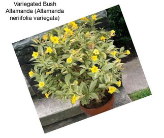 Variegated Bush Allamanda (Allamanda neriifolia variegata)