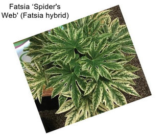 Fatsia ‘Spider\'s Web\' (Fatsia hybrid)