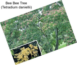 Bee Bee Tree (Tetradium daniellii)