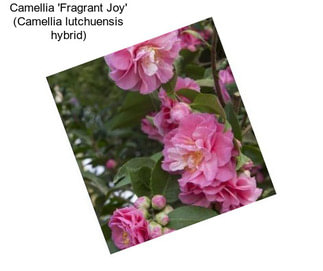 Camellia \'Fragrant Joy\' (Camellia lutchuensis hybrid)