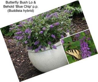 Butterfly Bush Lo & Behold ‘Blue Chip\' p.p. (Buddleia hybrid)