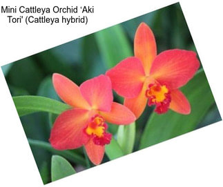 Mini Cattleya Orchid ‘Aki Tori\' (Cattleya hybrid)