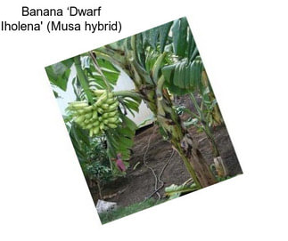 Banana ‘Dwarf Iholena\' (Musa hybrid)