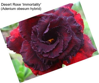 Desert Rose ‘Immortality\' (Adenium obesum hybrid)
